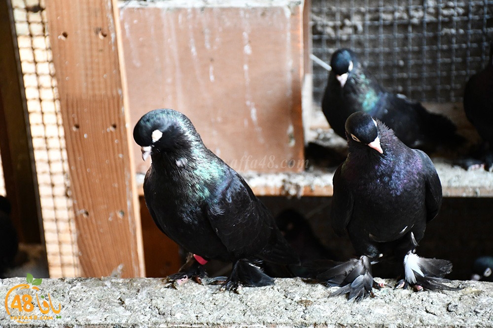 zohdi 3ashoor (65).jpeg